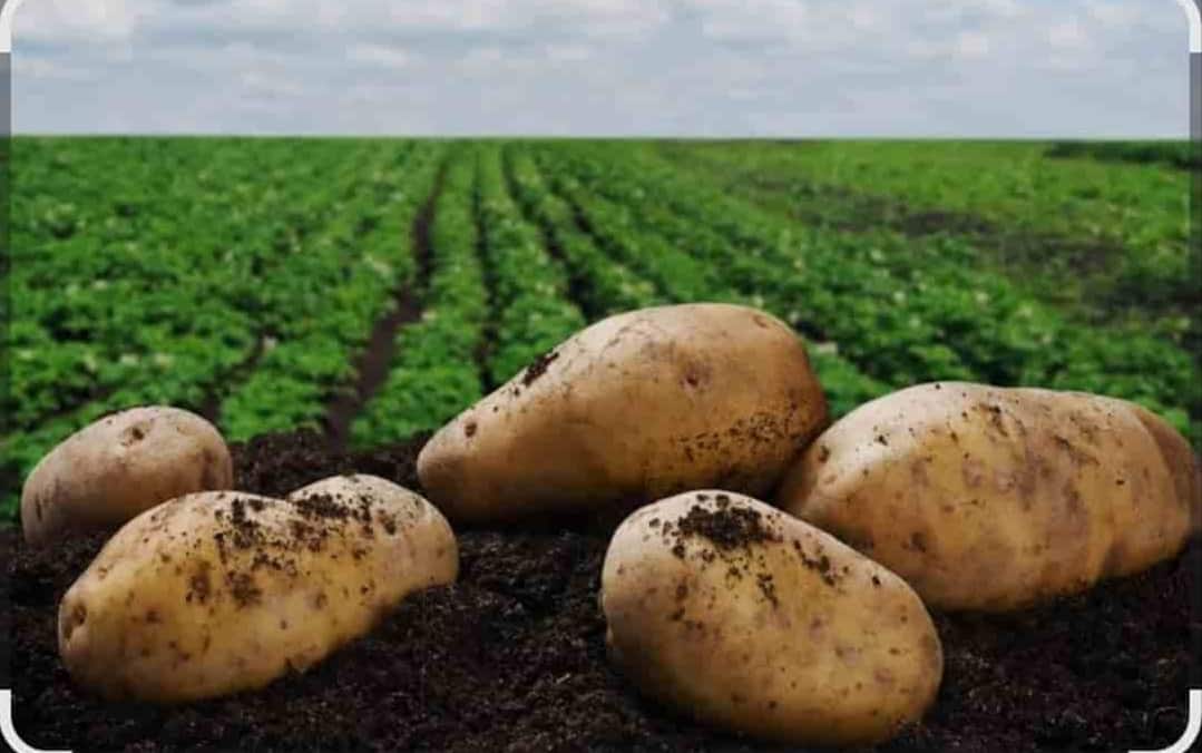 سیب‌زمینی عمده جولیاته